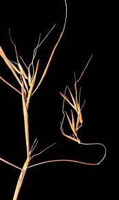 Image result for Anadelphia