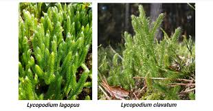 Image result for Lycopodium