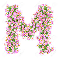 Letter m photos for download. Letter M Alphabet With Zinnia Flower Abc Concept Type As Logo Typography Design Stock Photo Picture And Royalty Free Image Image 40321158