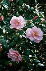 Camellia Donation Hybrid Tea Roses Shade Flowers Tea Roses