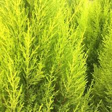 Image result for Cupressus macrocarpa