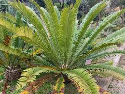 Image result for Encephalartos lebomboensis