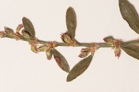 Image result for Oxygonum dregeanum