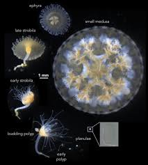 Image result for Polystachya cribbiana