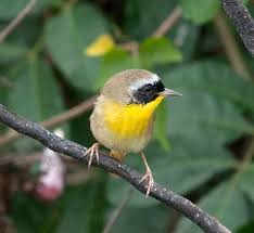 Birds Of The Bahamas Photos Yellow Throat Warbler The Bahamas Linda Bird Tours Bird Passerine Bird Birds