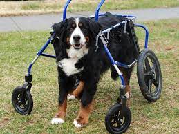 Wobbler Syndrome In Dogs Canine Cervical Spondylomyelopathy