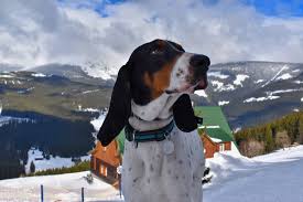 Image result for jurský honič