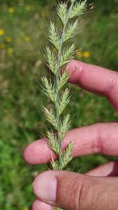 Image result for Lolium multiflorum