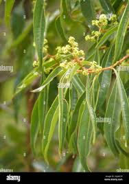 Image result for Heteropyxis natalensis