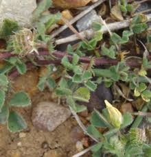 Image result for Medicago laciniata