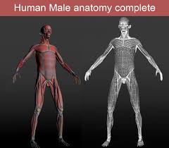 I do want women and girls to know the truth about their bodies and have access to reliable truthful information. Human Male Anatomy 3d Model