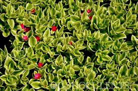 Image result for Aptenia