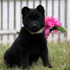 Schipperke Puppies For Sale Greenfield Puppies Schipperke Puppies Schipperke Greenfield Puppies