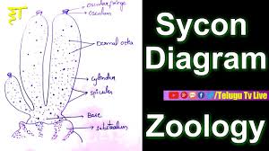 Hot glue the lid onto the bottle. Sycon Diagram Zoology Diagrams How To Draw A Diagram In Very Easy Way Telugutvlive Youtube