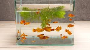 Terimakasih sudah menbaca artikel tentang 27 meja akuarium/aquarium unik dan cantik. Cara Membuat Aquarium Unik Agar Sudut Ruangan Menjadi Lebih Hidup Liputan6 Com Line Today