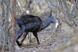 Musk deer can refer to any one, or all seven, of the species that make up moschus, the only extant genus of the family moschidae. Himalayan Musk Deer Moschus Chrysogaster Sagarmatha National Park Nepal Grid Arendal