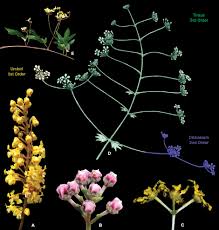 Image result for Triaspis hypericoides