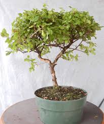 Image result for Malpighia coccigera