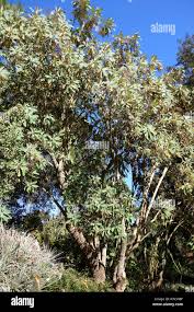 Image result for Bocconia arborea