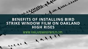 Benefits Of Installing Bird Strike Window Film On Oakland High Rises Our World Is Growing Fast And The Latest Architecture Window Film Bird Strike Installation