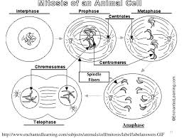 We did not find results for: Ppt Cell Division Powerpoint Presentation Free Download Id 5401078