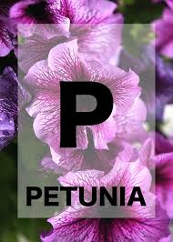 All 50 state flowers in alphabetical order. 26 Names Of Flowers In Alphabetical Order To Teach Your Kiddo