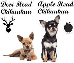 Deer Head Vs Apple Head Chihuahua Whats The Difference