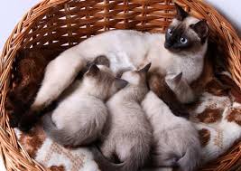 Fascinating Facts About Siamese Kitten Color Lovetoknow
