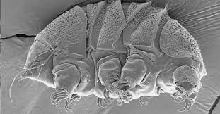 See more ideas about electron microscope, microscope, microscopic images. Scientists Study Microscopic Water Bears About Survival Daily Sabah
