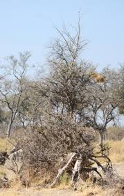 Image result for Albizia anthelmintica