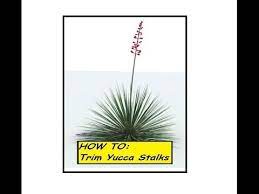 Prune the yucca trees in the spring just before their growth period. How To Trim Yucca Stalks They Re Ugly Right Youtube