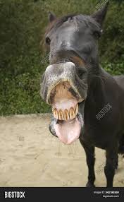 This is what you do if you want to know if your horse's hyoid is out of balance note: Funny Horse Smile Image Photo Free Trial Bigstock