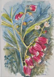 Image result for Agarista salicifolia