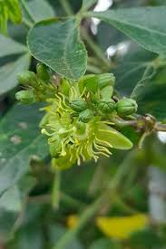 Image result for Passiflora suberosa