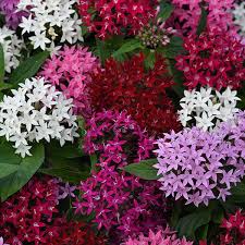 Image result for Pentas