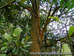 Image result for Xylocarpus