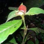 Image result for Psychotria pumila