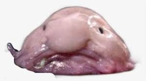 Blob Blob Blob Like A Blob Fish - Blobfish Minecraft Skin PNG Image |  Transparent PNG Free Download on SeekPNG