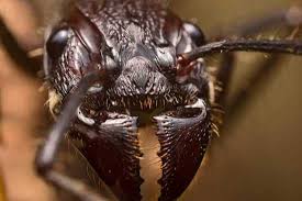 10 Bizarre Creatures Of The Amazon Rainforest Listverse Ants Rainforest Animals Amazon Rainforest