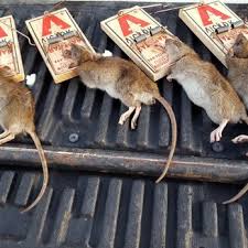 Have you seen wild animals lurking around your home or business? Wildlife Removal Bergen County 32 Photos Wildlife Control Rochelle Park Nj Phone Number