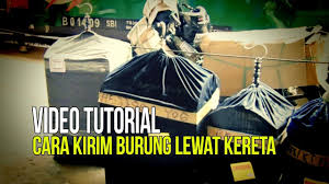 Slip pengesahan cap jari pemilik asal. 7 Langkah Aman Bawa Burung Lewat Kereta Video Media Ronggolawe