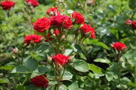 We did not find results for: Cyme Of Small Red Rose Flowers And Buds Stock Photo Picture And Royalty Free Image Image 87148950
