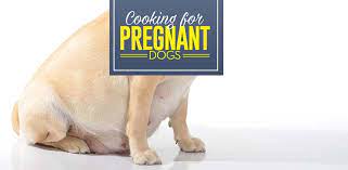What And How To Feed Pregnant And Nursing Dogs Pregnant Dog Dogs Dog Boarding Kennels