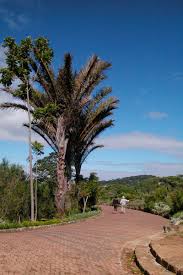 Image result for Raphia australis