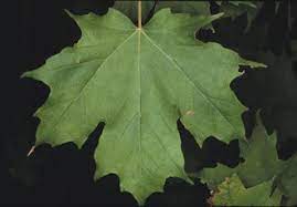 Sugar Maple Leaf Maple Tree Food Forest Garden Willow Trees Garden