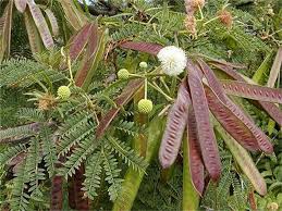 Image result for Leucaena leucocephala