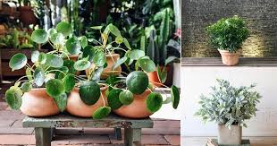 For these reasons and more, plants are welcome in our this vine can effectively clean the indoor air by absorbing harmful vocs. 14 Amazing Positive Energy Plants For Home Office