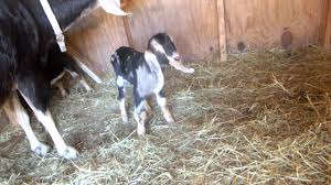 Joint Illness In Goat Kids Youtube