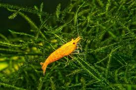 Raising Prawns In Aquaponics Grower Today