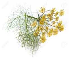 Výsledok vyhľadávania obrázkov pre dopyt foeniculum vulgare